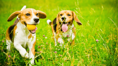 How CBD Oil For Dogs Can Change The Lifestyle Of Your Pets