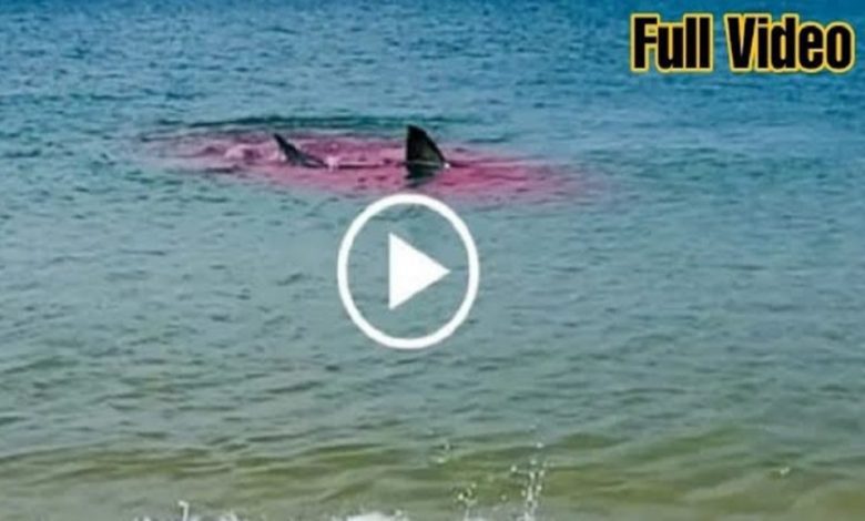 WATCH: Little Bay Sydney Australia Shark Attack Leaked Video Goes Viral On Twitter, Reddit and YouTube Video Explained