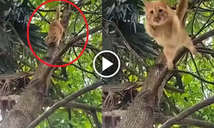Cat Jump Like A Missile Velocity From Tree To Proprietor Viral Video Twitter What Occurred Subsequent Full Details Explained