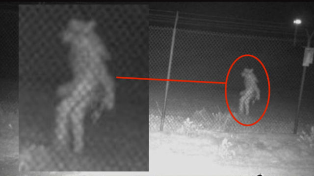 Texas Zoo Unidentified Creature Chupacabra Roaming Caught On Camera, Bizarre Pictures Goes Viral on Social Media Full Explained