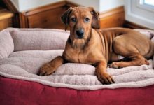 Factors to Consider Before Choosing a Dog Bed