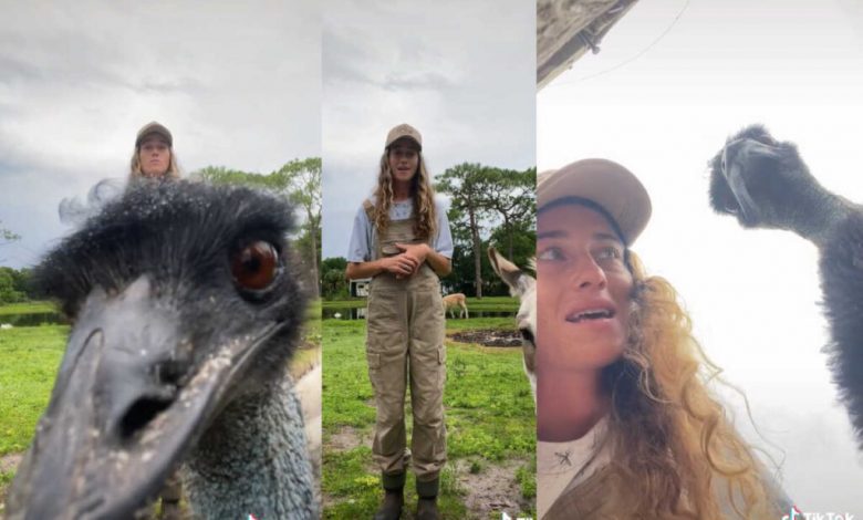 Emmanuel The Emu Bird Tik Tok Viral Video. Who is Emmanuel the Emu Full Details Explained