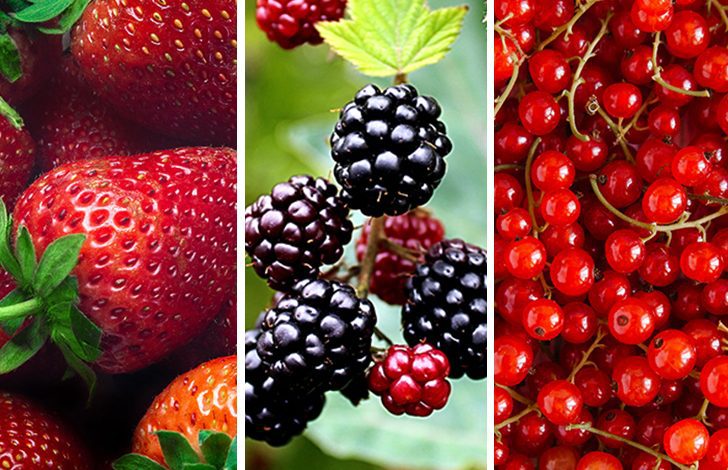 Types of Berries Name List You Should Know About It