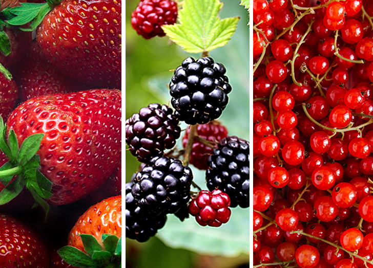 Types of Berries Name List You Should Know About It